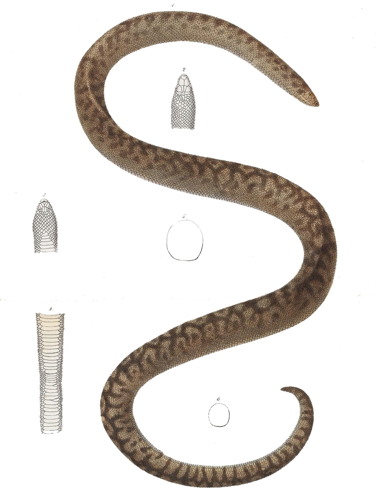 Bolyeria