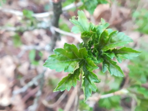 Kalninis serbentas nuotrauka