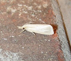 Diatraea