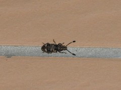 Eucorynus crassicornis