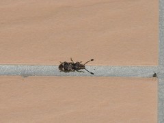 Eucorynus crassicornis