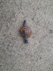 Macrochlamys superlita