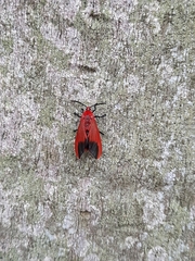 Phauda flammans