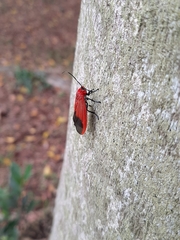 Phauda flammans