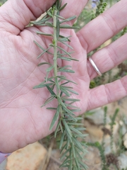 Selago canescens, photograph (c) Martjie Fia Fourie, some rights reserved (CC BY)