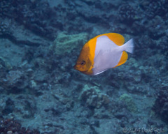 Hemitaurichthys polylepis