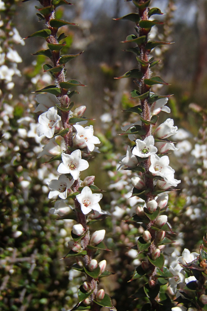 Coral Heath