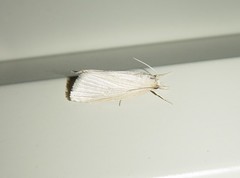 Diatraea