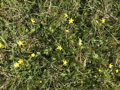 Ranunculus occidentalis occidentalis