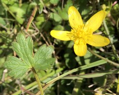 Ranunculus occidentalis occidentalis