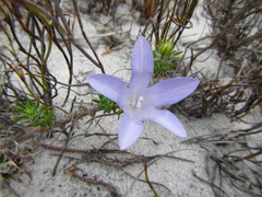 Roella prostrata