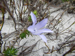 Roella prostrata