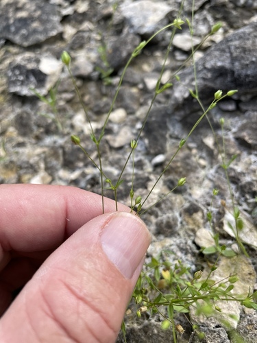 Arenaria benthamii, 2026-04-26