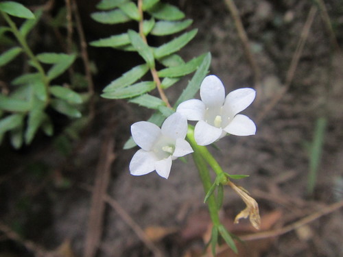Prismatocarpus nitidus