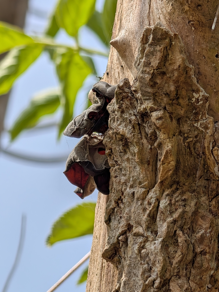 Auricularia auricula-judae · April 2026 · photo: © heather-hyfae (iNaturalist, cc-by)