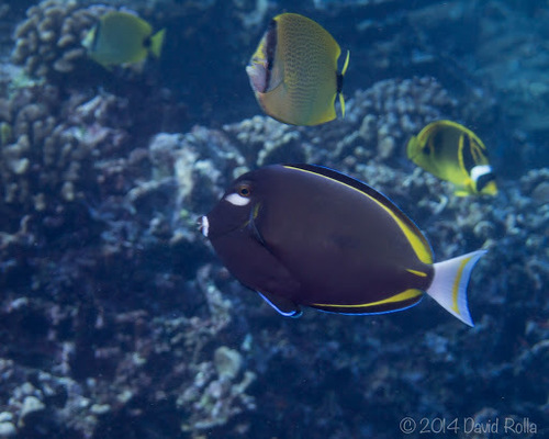 Whitecheek Surgeonfish
