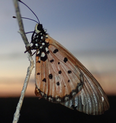 Acraea neobule