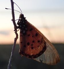 Acraea neobule