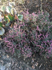 Ericeae