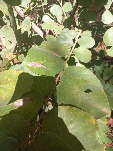 Bridelia mollis, photograph 6