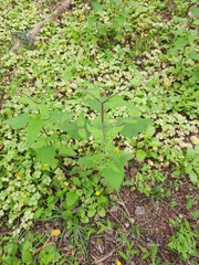 Sigesbeckia orientalis