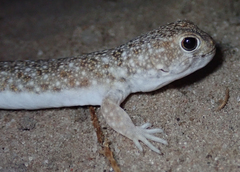 Ptenopus garrulus