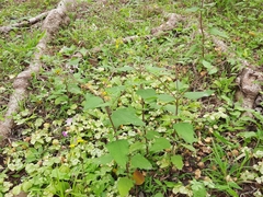 Sigesbeckia orientalis