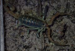 Uroplectes planimanus