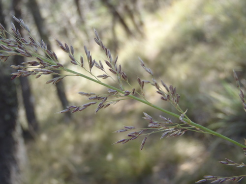 Muhlenbergia longiligula observed 2026-04-24