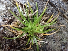 Colobanthus strictus