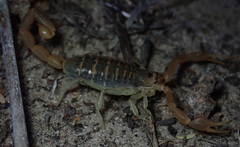 Uroplectes planimanus