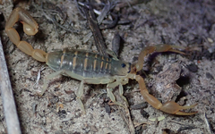 Uroplectes planimanus