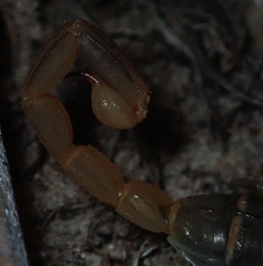 Uroplectes planimanus