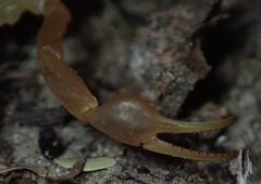 Uroplectes planimanus