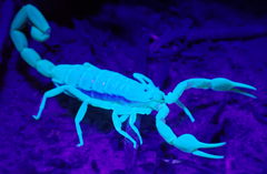 Uroplectes planimanus