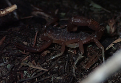 Parabuthus granulatus