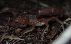 Parabuthus granulatus