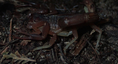 Parabuthus granulatus