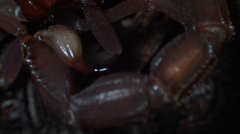 Parabuthus granulatus