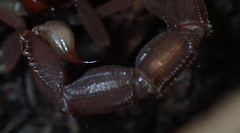 Parabuthus granulatus
