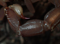 Parabuthus granulatus