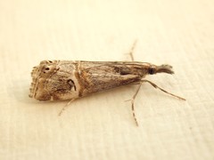 Hednota longipalpella