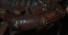 Parabuthus granulatus