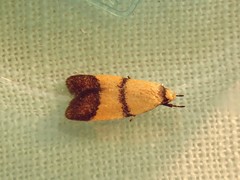 Heteroteucha translatella