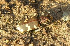 Cicindela hybrida hybrida