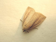 Lophocalama neuritis