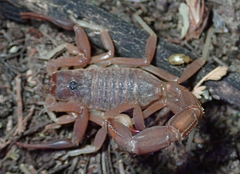 Parabuthus granulatus