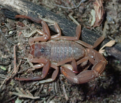 Parabuthus granulatus