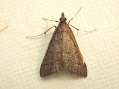 Metasia dicealis