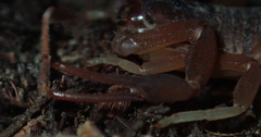 Parabuthus granulatus